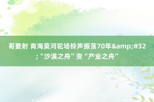 哥要射 青海莫河驼场铃声振荡70年&#32;“沙漠之舟”变“产业之舟”